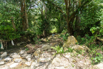La vegetacion en Minca, Santa Marta