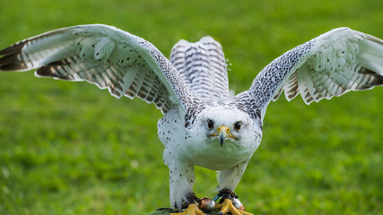 portrait of a Gyrfalcon