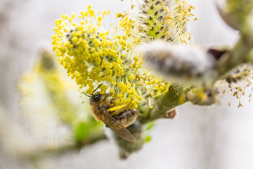 Bee on Willow