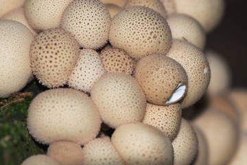 Group of inedible toadstool similar to eggs