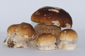 group of five isolated porcini mushrooms large and small, steinpilz