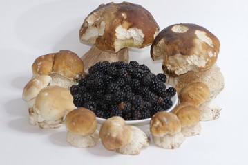 group of isolated porcini mushrooms large and small with blackberry, steinpilz