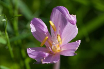 Some violet Swiss flower