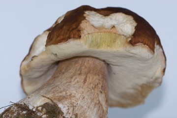 big white isolated mushroom