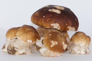 group of five isolated porcini mushrooms large and small, steinpilz