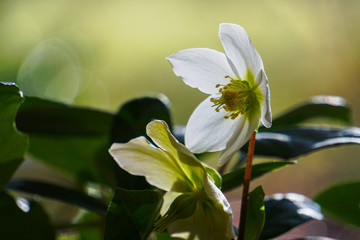 Obraz premium Christrose im Frühling