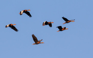 Flock of black-bellied whistling ducks (Dendrocygna autumnalis) flying in blue sky, Brazos Bend...