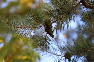 Christmas tree branches. Fir cones on the branches. Selective focus. Macro.