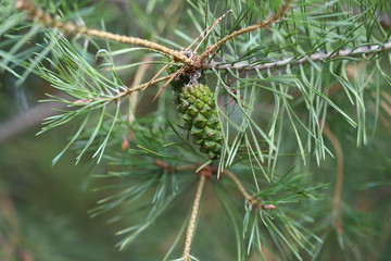 Christmas tree branches. Fir cones on the branches. Selective focus. Macro.