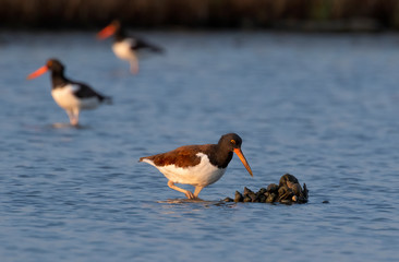 Naklejka premium American oystercatcher (Haematopus palliatus) feeding on oysters and hermit crabs at tidal marsh in early morning, Galveston, Texas, USA.