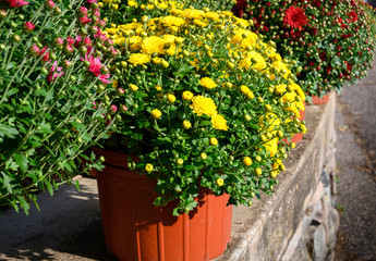 Potted mum flowers plants on brick wall 