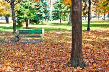 Park Bench with autumn leaves on the ground