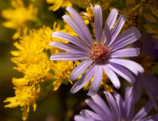 Smooth Blue Aster