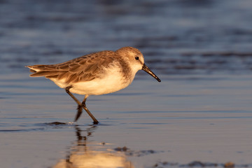 Western sandpipers (Calidris mauri) in winter plumage feeding along the ocean beach at sunset, Galveston, Texas, USA.