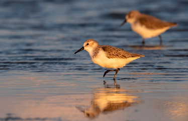 Western sandpipers (Calidris mauri) in winter plumage feeding along the ocean beach at sunset, Galveston, Texas, USA.