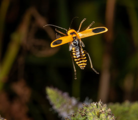 Goldenrod Soldier Beetle (Chauliognathus pennsylvanicus) flying among mint plants, Iowa, USA.