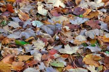 Another Close-Up of Autumn Dead Leaves on the Ground