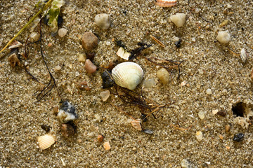 shell on the beach