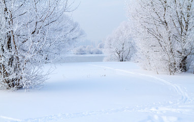 Winter landscape with snow covered tree branches