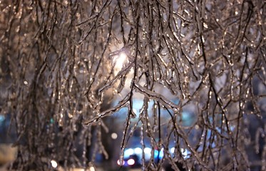 Winter landscape with snow covered tree branches