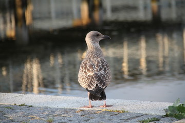bird, ente, natur, tier, wasser, wild lebende tiere, möve, schnabel, wild, meer, stockente,...