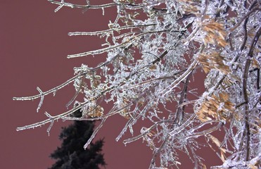 Winter landscape with snow covered tree branches