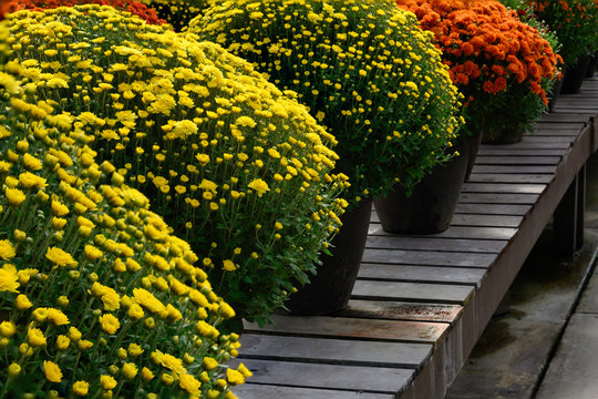 Flowering Mums