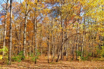 Obraz premium Fall colors in a Montreal area city park