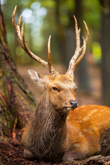 Deer buck portrait in Nara Japan 