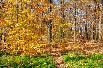 Forest Autumn view 1