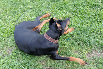 Big black and tan doberman pinscher with cut ears lying on the grass