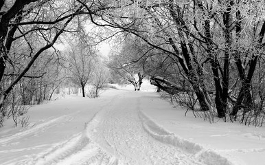 Winter landscape with snow covered tree branches