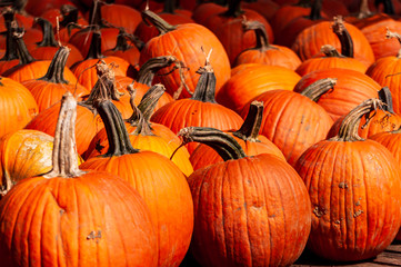 A group of pumpkins for sale in bright sunshine