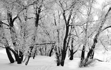 Winter landscape with snow covered tree branches