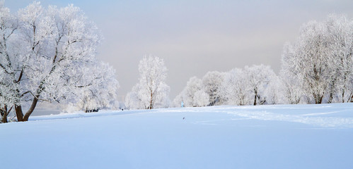 Winter landscape with snow covered tree branches