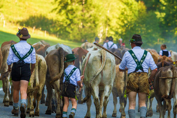 Viehscheid - Obermaiselstein - Hirten - Alpabtrieb - Kühe