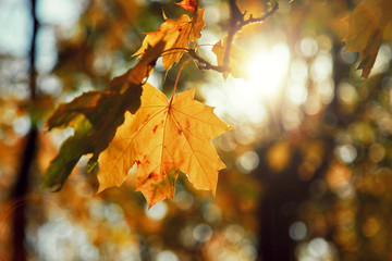 Goldener Herbst