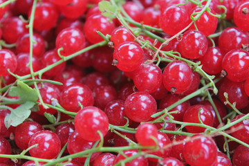 berries of red currant