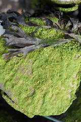 moss on rock