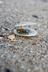 shell on the beach