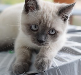 portrait of a cat котоэмоции