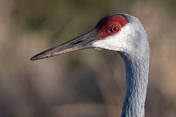 Sand Hill Crane portrait