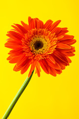Bright orange gerbera daisy on a bright yellow background
