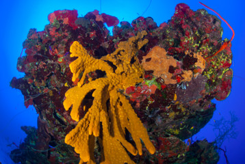 An unerwater scene showing a small section of coral reef that fish like to live in. The shot was taken in Grand Cayman in the Caribbean and shows a healthy tropical marine habitat