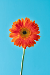 Single orange gerbera daisy with stem on a light blue background