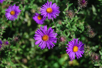 Purple flowers in garden