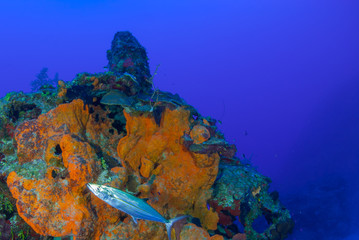 An unerwater scene showing a small section of coral reef that fish like to live in. The shot was taken in Grand Cayman in the Caribbean and shows a healthy tropical marine habitat