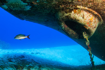 A shot of a mutton snapper taken from underneath the bow of the Kittiwake shipwreck . Sunken vessels like these are perfect habitats for marine life like this fish