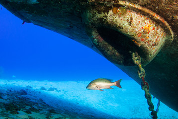 A shot of a mutton snapper taken from underneath the bow of the Kittiwake shipwreck . Sunken vessels like these are perfect habitats for marine life like this fish