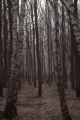Fototapeta premium Birch trees in autumn forest